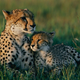Illustration for article titled Caturday - Acinonyx jubatus Edition